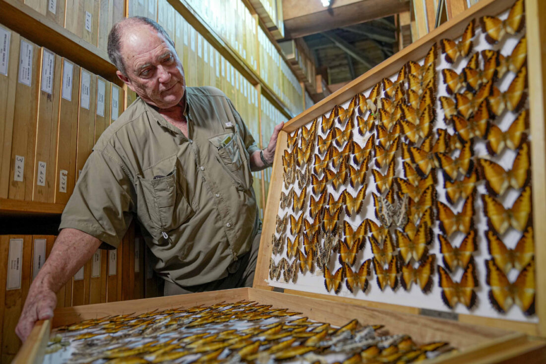 A butterfly collector in Africa with more than 4.2 million seeks